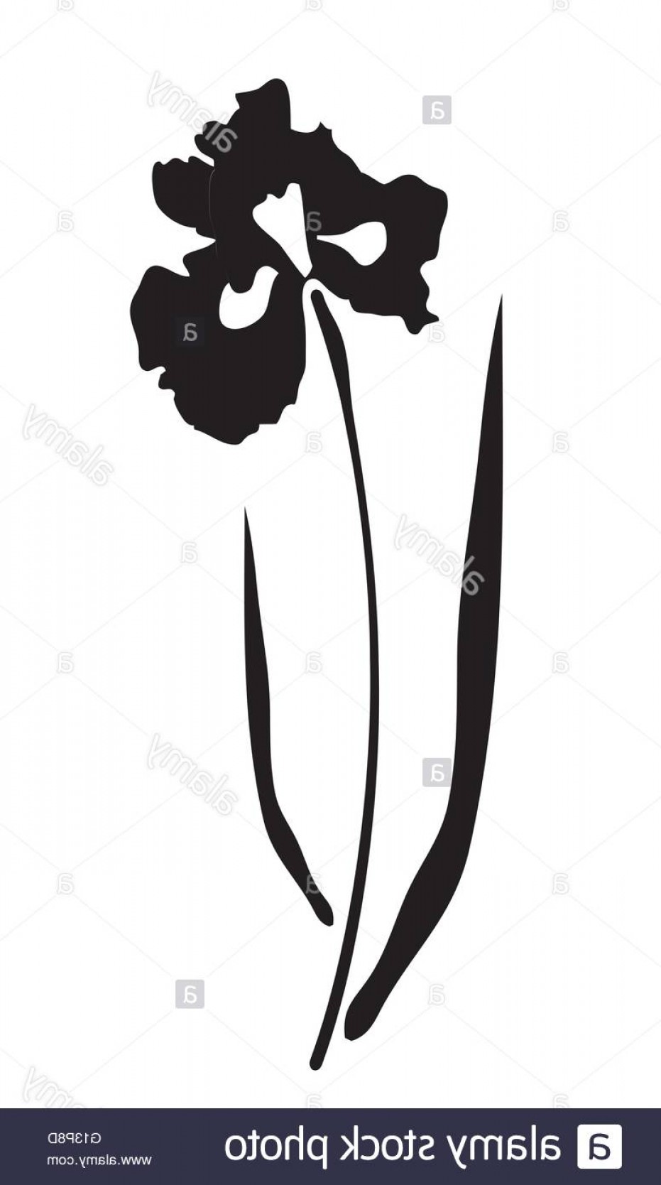 931x1668 Iris Vector Art Createmepink