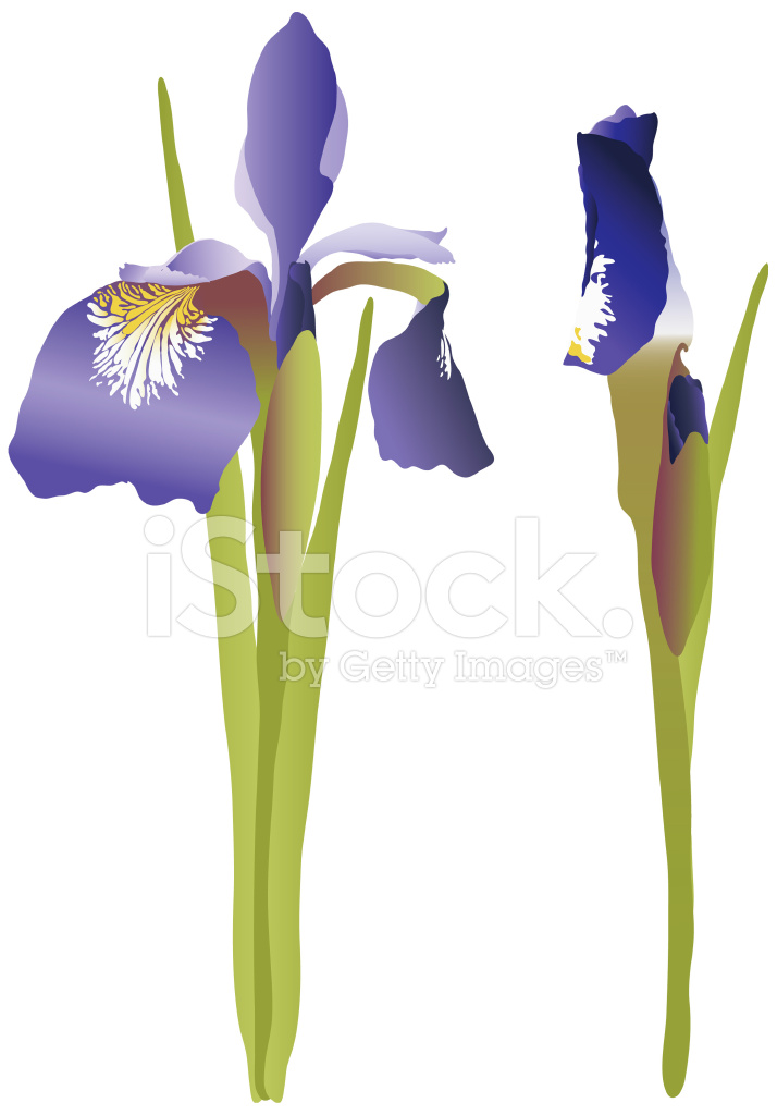 714x1024 Iris Vector Stock Vector
