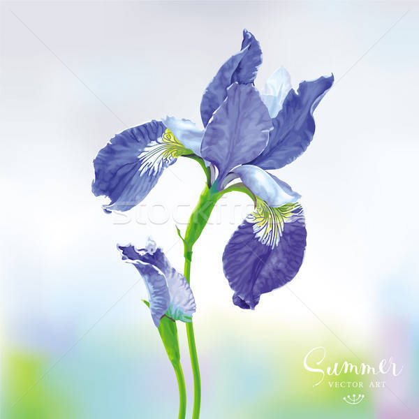 600x600 Blue Iris Vector Flower Vector Illustration Natalia Vorontsova