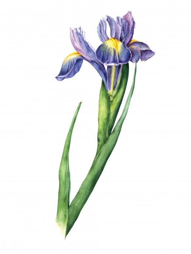 626x834 Iris Vectors, Photos And Free Download