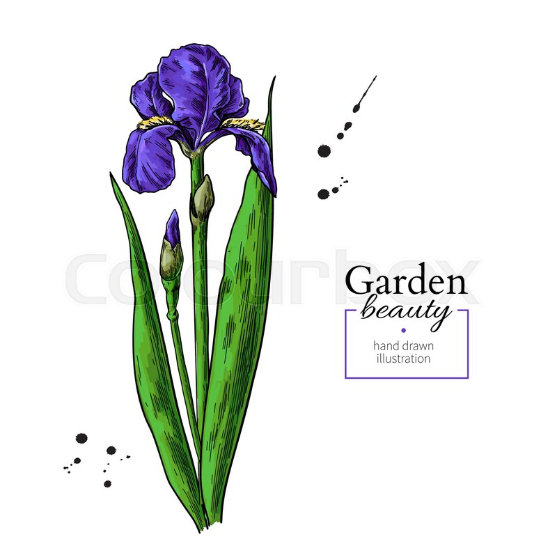 800x800 Iris Flower And Leaves Drawing Vector Stock Vector Colourbox