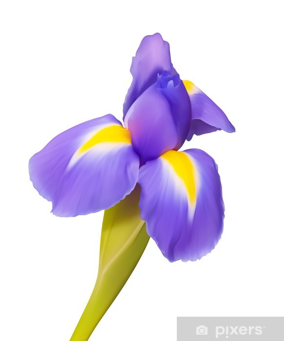 583x700 Iris Flower Vector Drawing, Beautiful Nature Wall Mural Pixers
