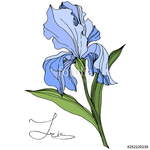 500x500 Vector Blue Iris Floral Botanical Flower Engraved Ink Art