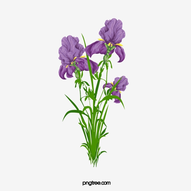 640x640 Vector Elements Of Japanese Iris, Vector Flower, Flower, Iris Png
