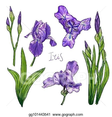 450x470 Clip Art Vector Violet Iris Flower Set Stock Template Folding