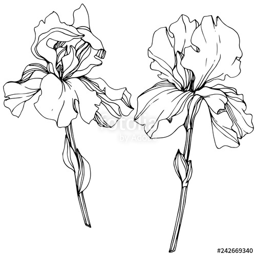 500x500 Vector Iris Floral Botanical Flower Black And White Engraved Ink