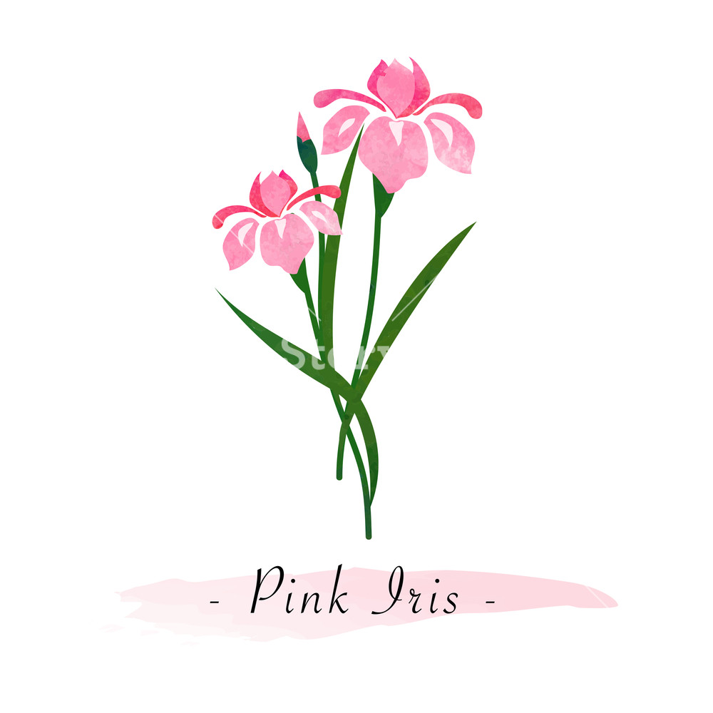 1000x1000 Colorful Watercolor Texture Vector Botanic Garden Flower Pink Iris