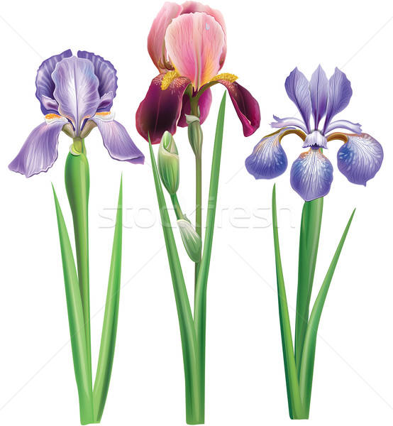 554x600 Flowers Of Iris Vector Illustration Protsak Viktoria