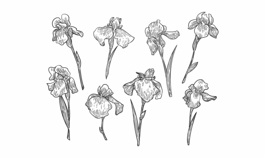 920x550 Free Hand Drawn Iris Flower Vectors