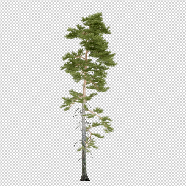 Isometric Tree Vectors, Photos And Free Download 626x626 Isometric Tree Vectors, Photos And Free Download