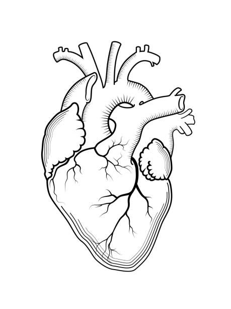 459x612 Illustrations Of Human Heart Vector Art And Graphics