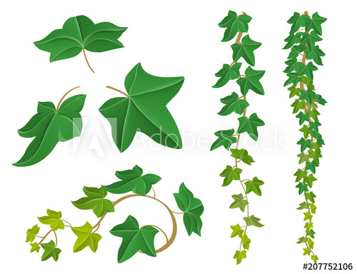 500x384 Ivy Plant Set With Leaf And Border Vector Illustration Isolated