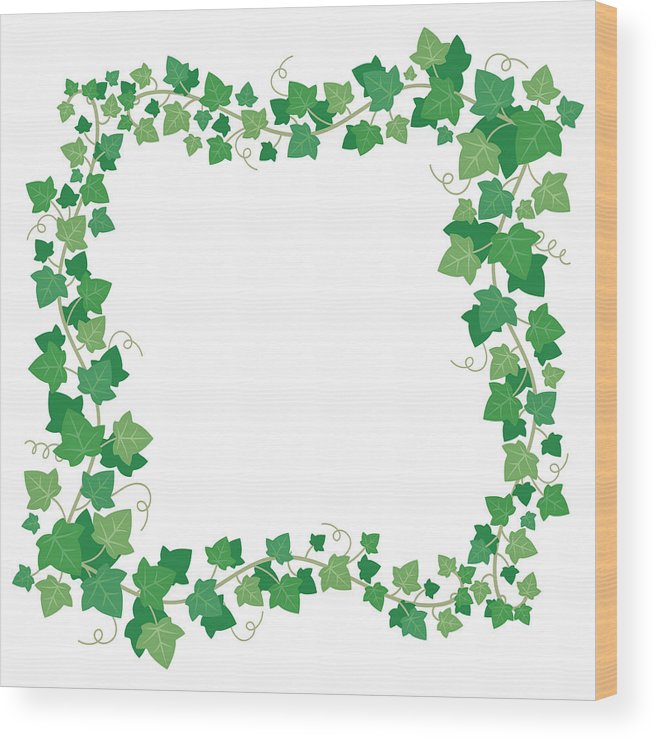 656x740 Vine Ivy Green Leaves Frame Climbing Plant Greenery Rectangular