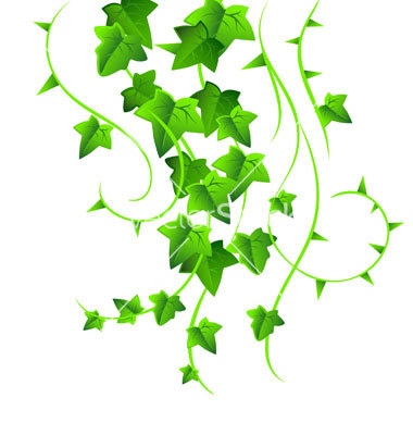 Ivy Leaf Vector at Vectorified.com | Collection of Ivy Leaf Vector free ...
