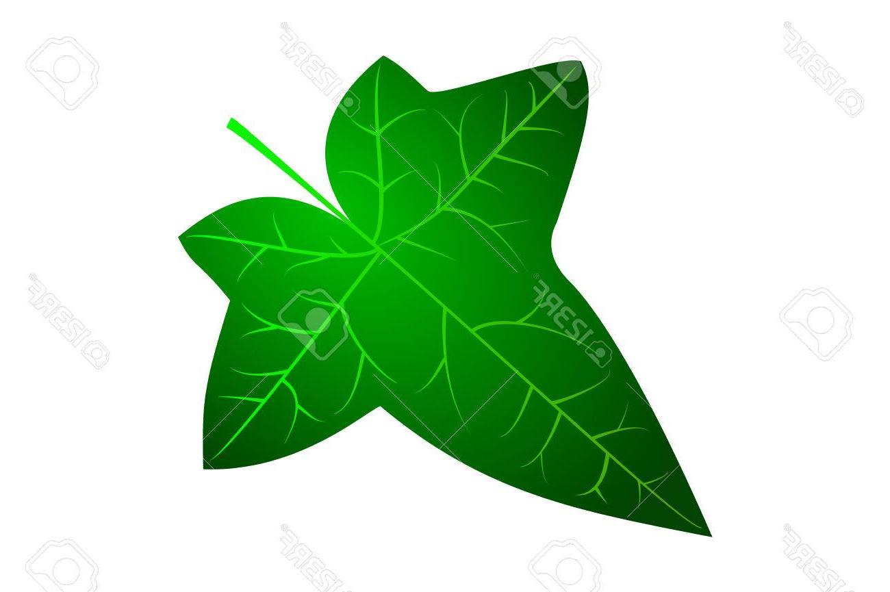 Hd Ivy Leaf Drawing Vector Cdr Free Vector Art, Images, Graphics 1300x865 Hd Ivy Leaf Drawing Vector Cdr Free Vector Art, Images, Graphics
