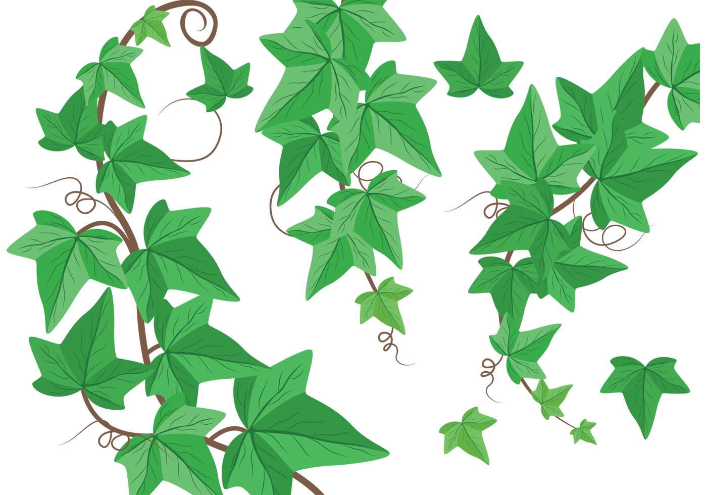 Ivy Free Vector Art 1400x980 Ivy Free Vector Art