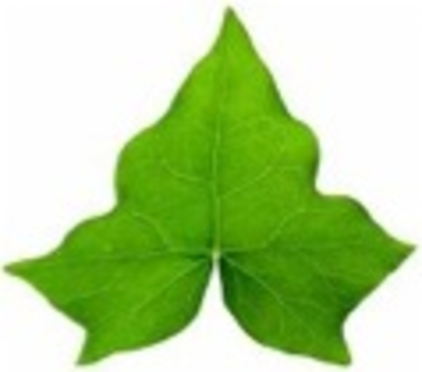 Ivy Leaf Clip Art Look At Clip Art Images 600x529 Ivy Leaf Clip Art Look At Clip Art Images