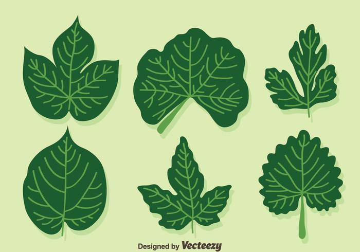 Ivy Leaf Vector 700x490 Ivy Leaf Vector