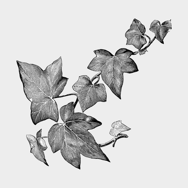 Ivy Leaf Vectors, Photos And Free Download 626x626 Ivy Leaf Vectors, Photos And Free Download