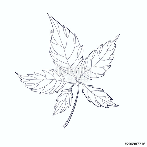 Ivy Leaf, Drawn 500x500 Ivy Leaf, Drawn
