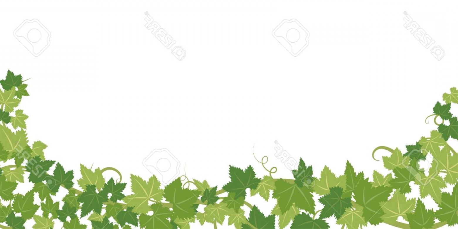 Photostock Vector Fresh Ivy Leaves Vector Frame Newwaysys 1560x780 Photostock Vector Fresh Ivy Leaves Vector Frame Newwaysys