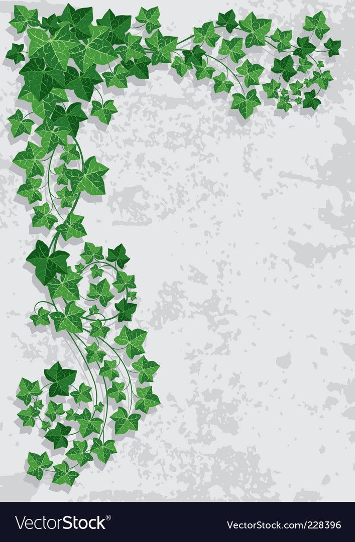 Ivy Leaf Ivy, Vector Free, Wall 707x1080 Ivy Leaf Ivy, Vector Free, Wall