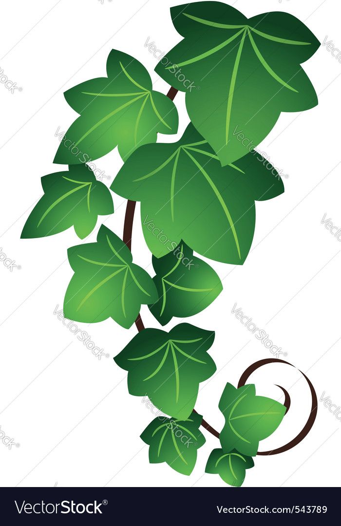 Ivy Leaf Plant Leaves, Ivy, Paper Flowers 700x1080 Ivy Leaf Plant Leaves, Ivy, Paper Flowers
