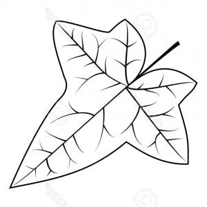 Png Clip Art Vector Graphics Common Ivy Download Vine Catchsplace 300x300 Png Clip Art Vector Graphics Common Ivy Download Vine Catchsplace