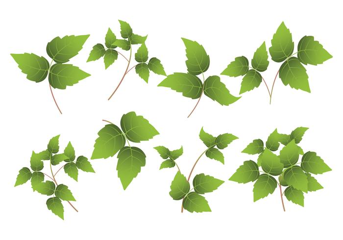 Poison Ivy Leaf 700x490 Poison Ivy Leaf
