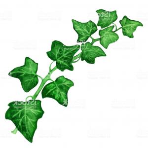 Poison Ivy Leaf Vector Border Illustration Hoodamathrun 300x300 Poison Ivy Leaf Vector Border Illustration Hoodamathrun