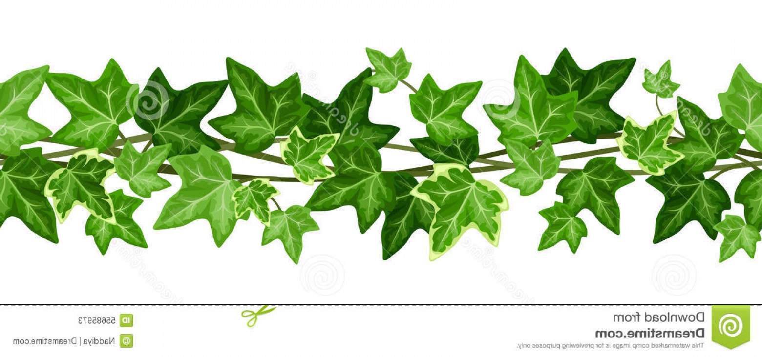 Stock Illustration Horizontal Seamless Garland Ivy Leaves Vector 1560x732 Stock Illustration Horizontal Seamless Garland Ivy Leaves Vector