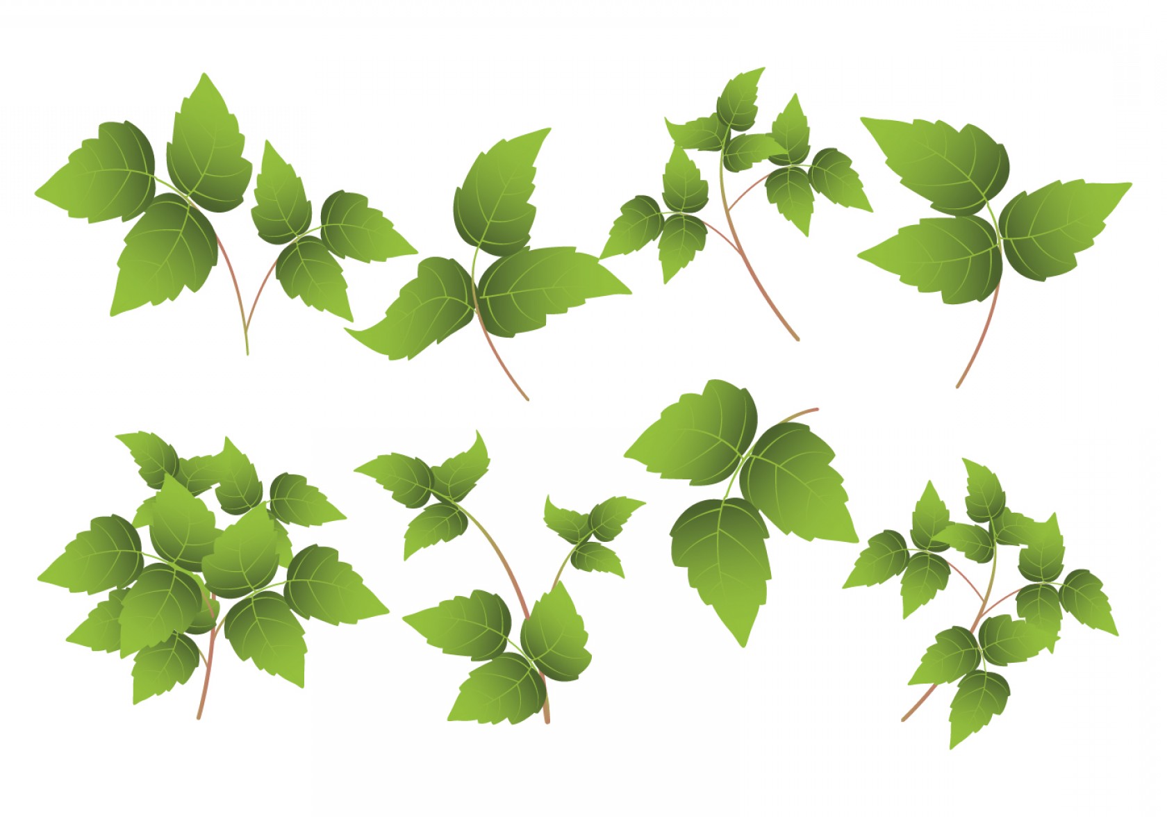 Green Ivy Leaf Collection Vector Soidergi 1680x1176 Green Ivy Leaf Collection Vector Soidergi