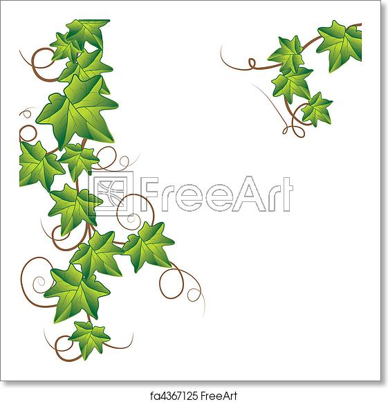 561x581 Free Art Print Of Green Ivy Vector Illustration Freeart
