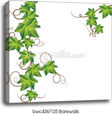 382x390 Green Ivy Vector Illustration, Canvas Print Barewalls Posters