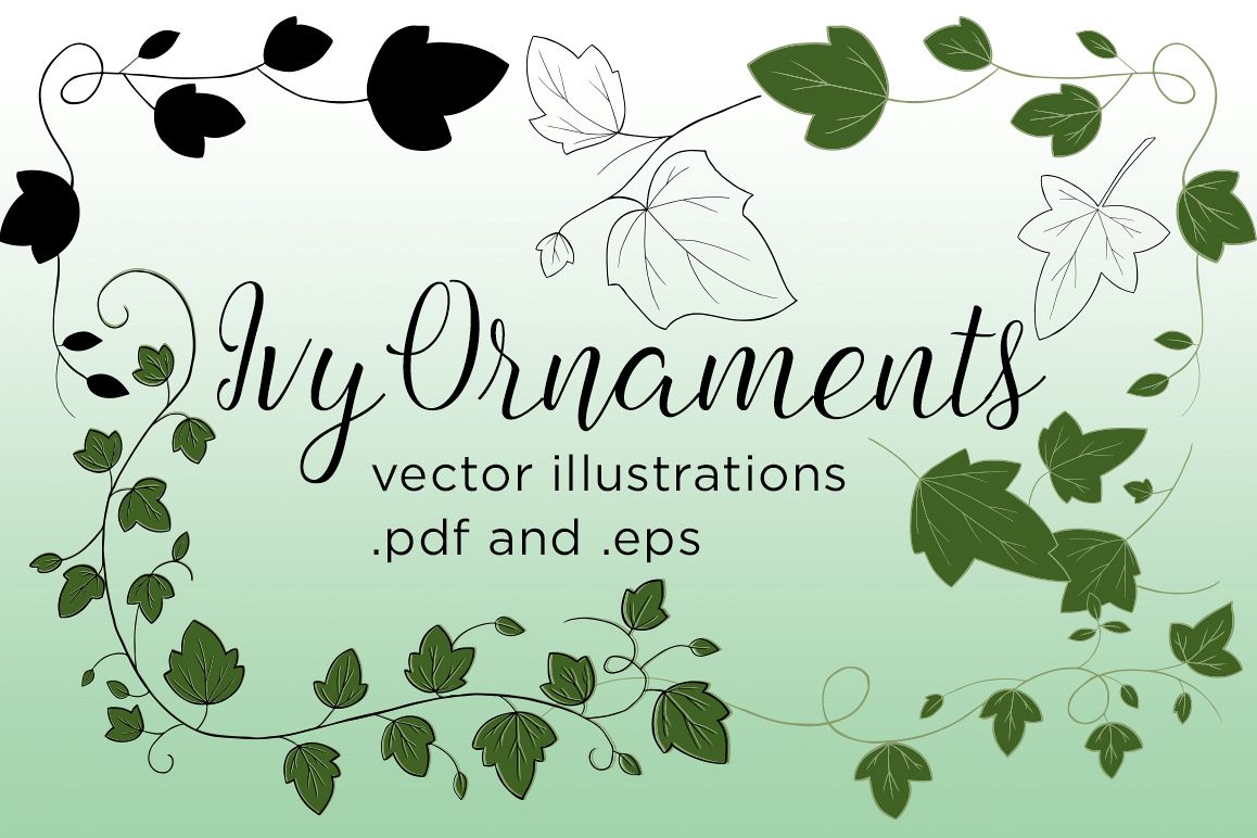 1158x772 Ivy Vector Illustrations