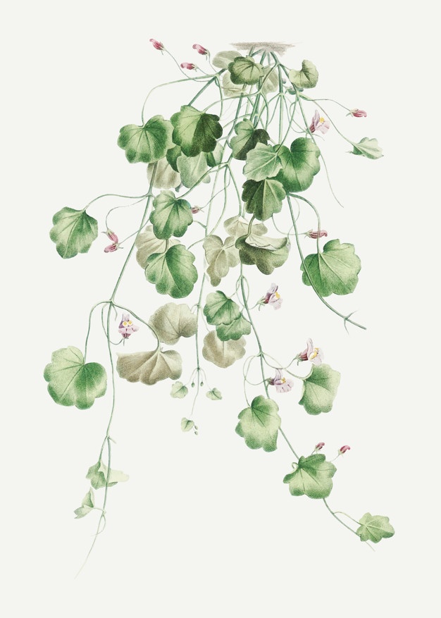 626x877 Ivy Vectors, Photos And Free Download