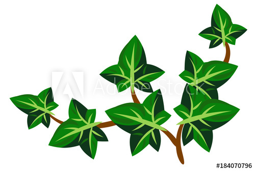 500x336 Ivy Plant