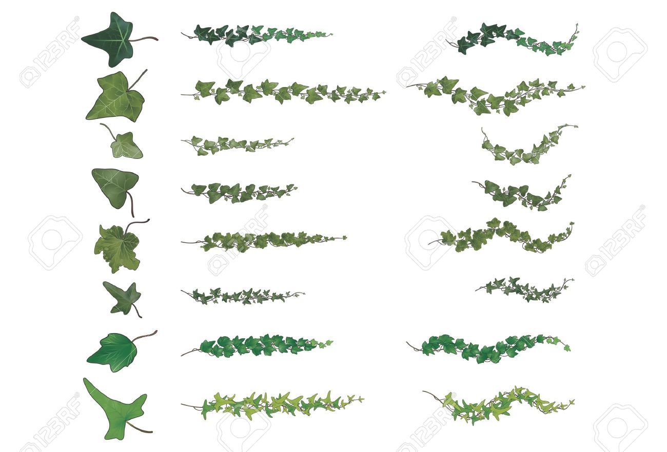 1300x882 Stock Vector For Me Ivy Tattoo, Vine Tattoos, Poison Ivy Tattoo