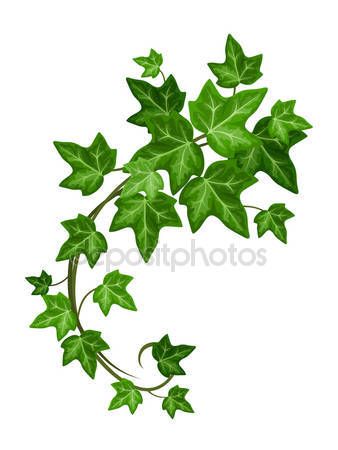 338x450 Vektory, Pokhozhie Na Green Ivy Vector Illustration