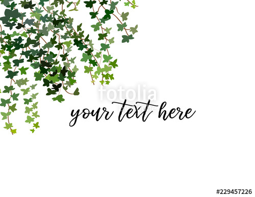 500x386 Climbing Wall Of Ivy Vector Illustration On White Background