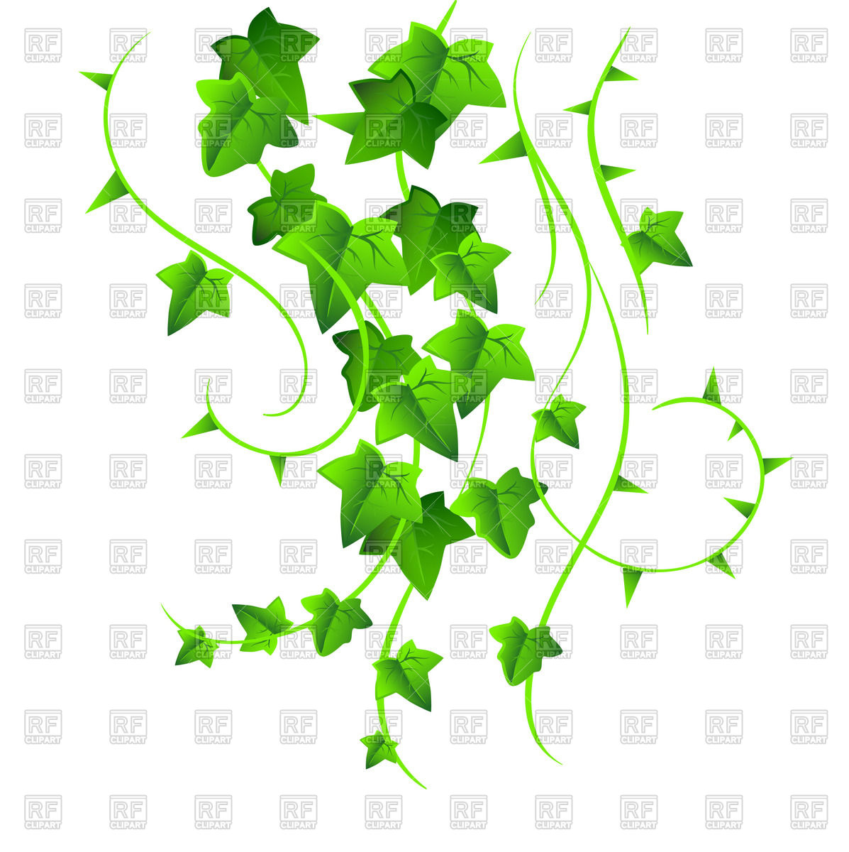 1197x1200 Frame With Green Ivy Vector Image Of Plants And Animals Sonneon