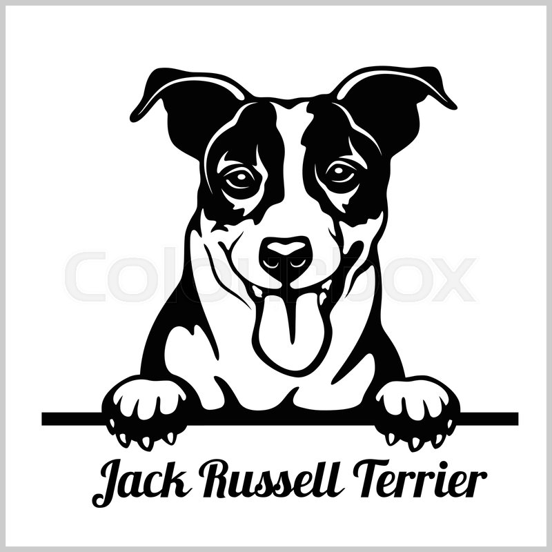 800x800 Jack Russell Terrier