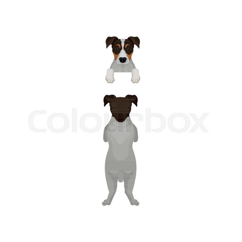 800x800 Back View Of Jack Russell Terrier Stock Vector Colourbox