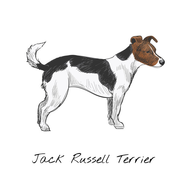 626x626 Jack Russell Terrier Vectors, Photos And Free Download