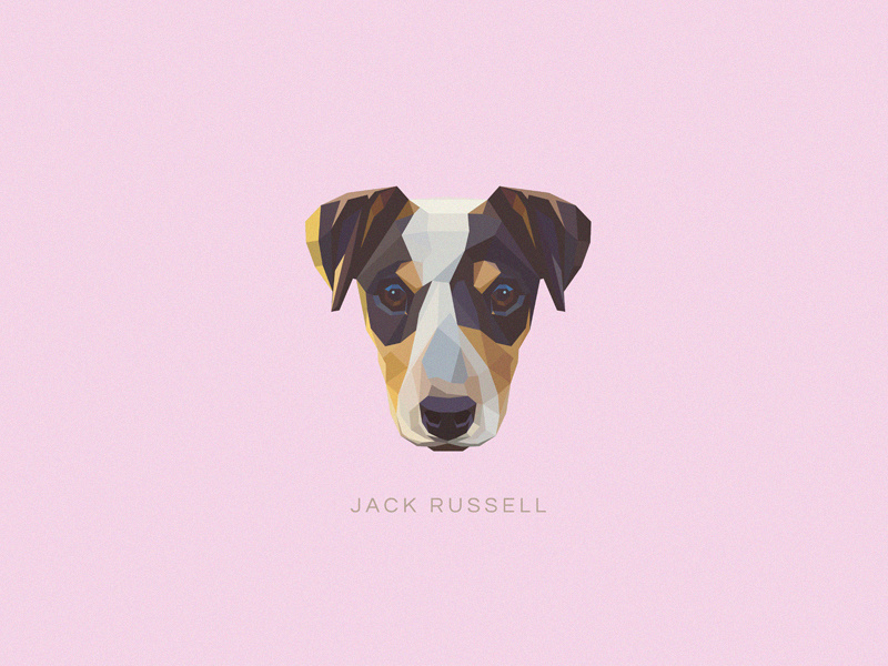 800x600 Jack Russell Terrier Vector Illustration