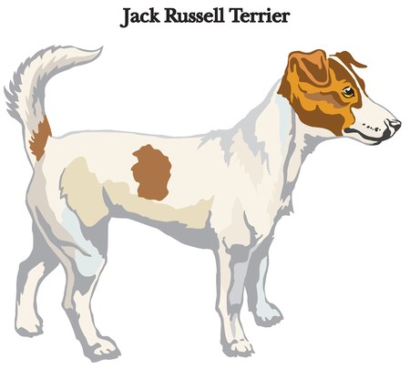 450x405 Portrait Of Standing In Profile Dog Jack Russell Terrier Vector