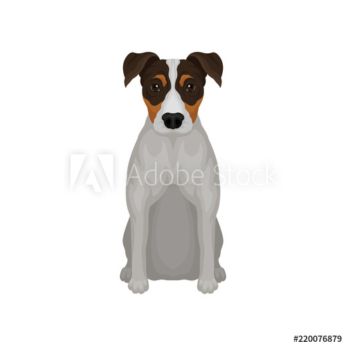 500x500 Flat Vector Icon Of Sitting Jack Russell Terrier Puppy With Short