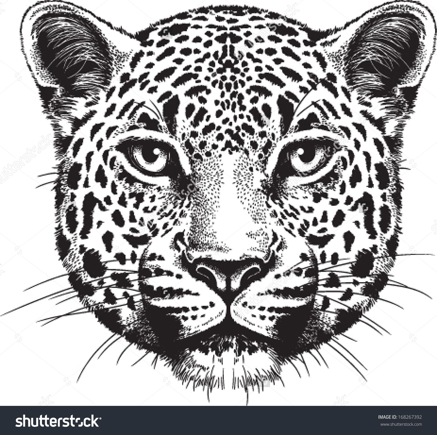 1500x1493 Black And White Vector Sketch Of A Leopard's Face Shutterstock
