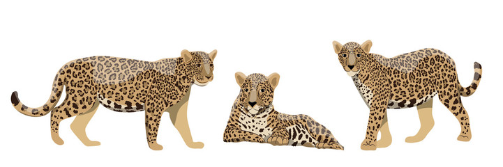 Jaguar Vector Photos, Royalty Free Images, Graphics, Vectors 721x240 Jaguar Vector Photos, Royalty Free Images, Graphics, Vectors