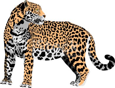 Vector Jaguar, Leopard Stock Vectors 391x299 Vector Jaguar, Leopard Stock Vectors